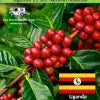 Uganda Robusta SCR 18