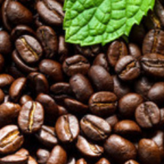 Vanilla Nut Coffee - 1 lb (16 oz) T.M. Ward Coffee Company
